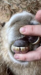 alpaca for sale