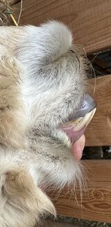 alpaca for sale