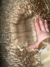 alpaca for sale