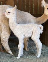alpaca for sale