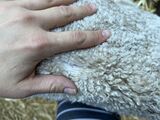 alpaca for sale
