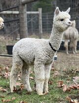 alpaca for sale