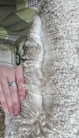 alpaca for sale