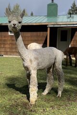 alpaca for sale