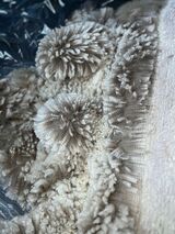 alpaca for sale