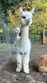 alpaca for sale