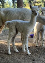 alpaca for sale