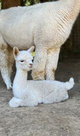 alpaca for sale