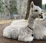 alpaca for sale