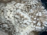 alpaca for sale
