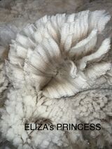 alpaca for sale