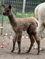 alpaca for sale