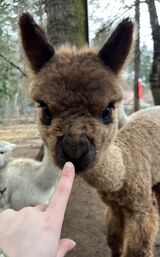 alpaca for sale