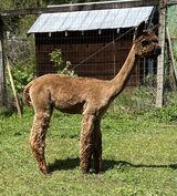 alpaca for sale