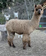 alpaca for sale