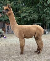 alpaca for sale