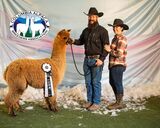 alpaca for sale