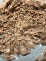alpaca for sale