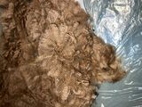 alpaca for sale