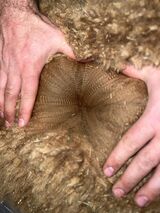 alpaca for sale