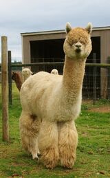 alpaca for sale