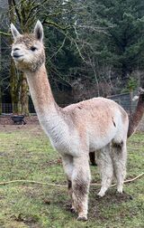alpaca for sale