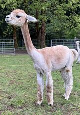 alpaca for sale