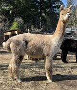 alpaca for sale