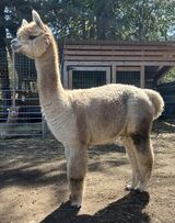 alpaca for sale
