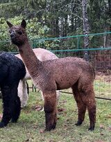 alpaca for sale