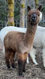 alpaca for sale