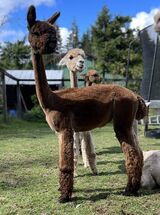 alpaca for sale