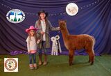 alpaca for sale
