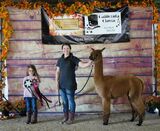 alpaca for sale