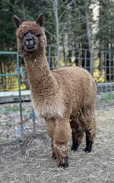 alpaca for sale