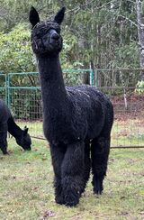 alpaca for sale