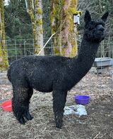 alpaca for sale