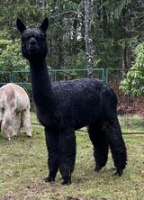 alpaca for sale