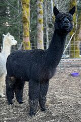 alpaca for sale
