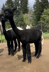 alpaca for sale
