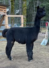 alpaca for sale