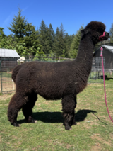 alpaca for sale