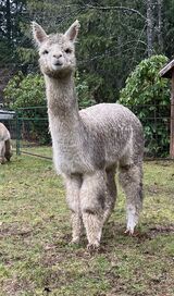 alpaca for sale