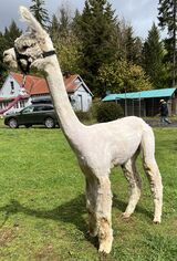 alpaca for sale