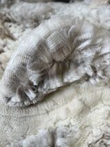 alpaca for sale