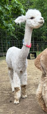 alpaca for sale