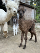 alpaca for sale