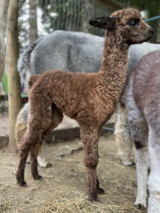 alpaca for sale