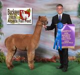 alpaca for sale