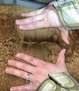 alpaca for sale